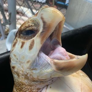 Meet your Posher, Garrett